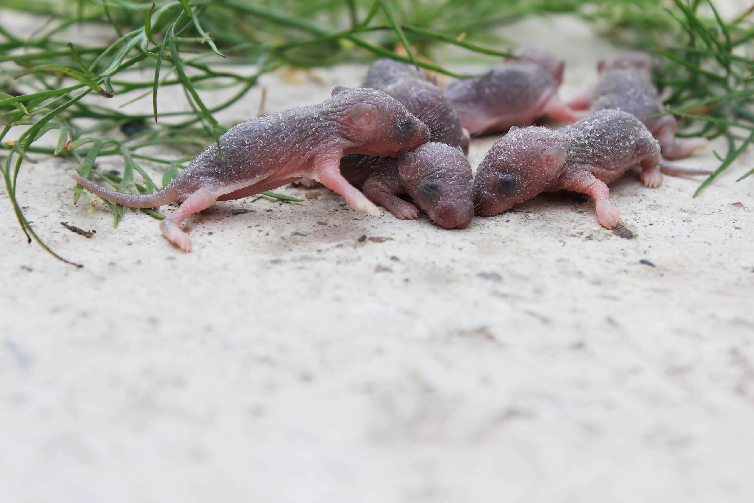 Rattenbestrijding in Nederland